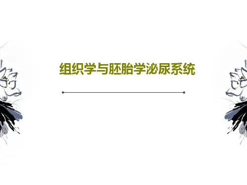 组织学与胚胎学泌尿系统共20页