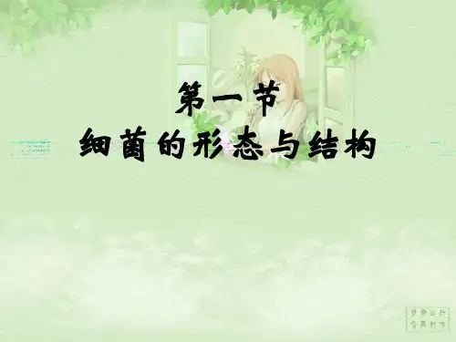 细菌的形态与结构 PPT
