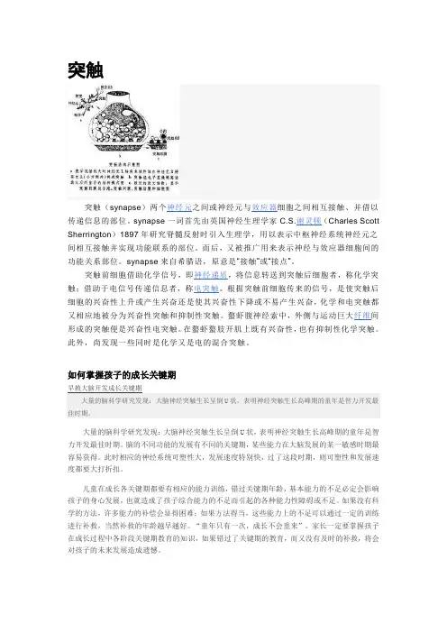 突触