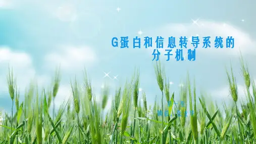 G蛋白和信息传导系统幻灯片PPT