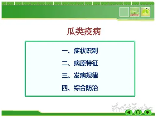 瓜类疫病防治