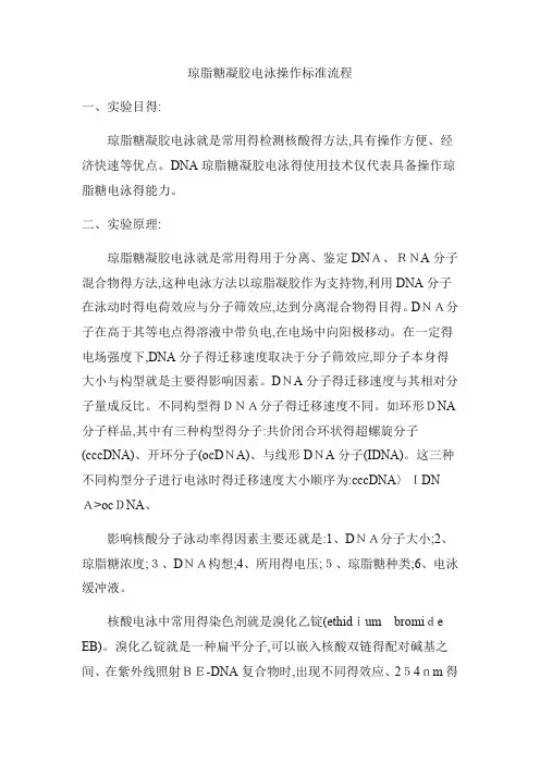 琼脂糖凝胶电泳操作标准流程