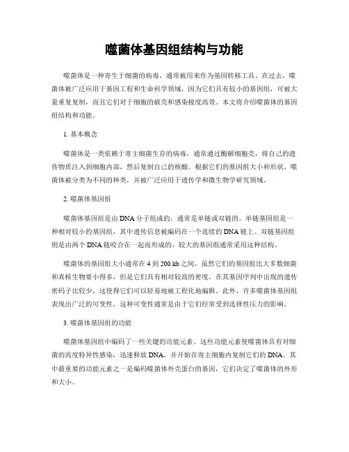 噬菌体基因组结构与功能
