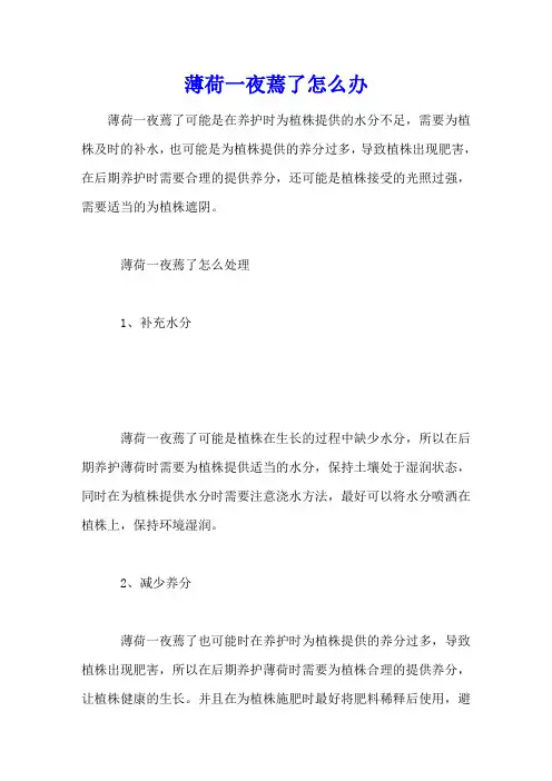 薄荷一夜蔫了怎么办