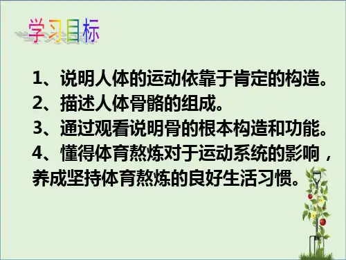 人体的支持与运动