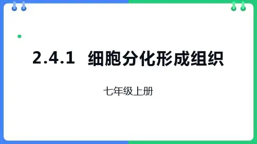 北师大版七年级生物上册《细胞分化形成组织》PPT精品课件
