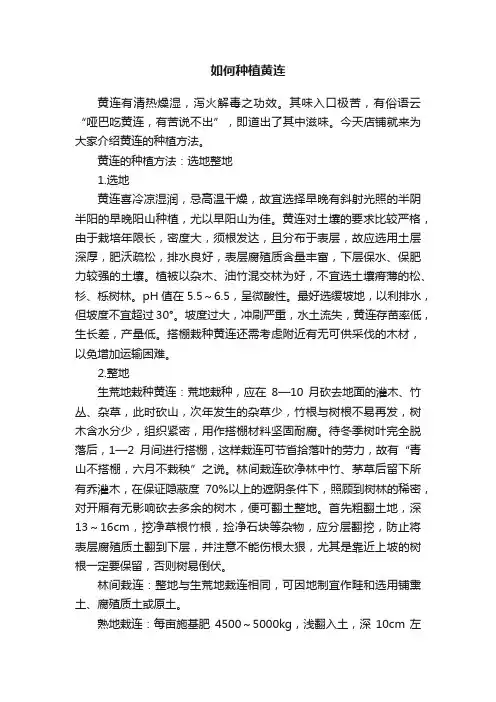 如何种植黄连