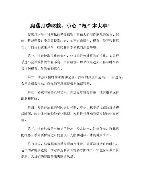 爬藤月季移栽注意事项