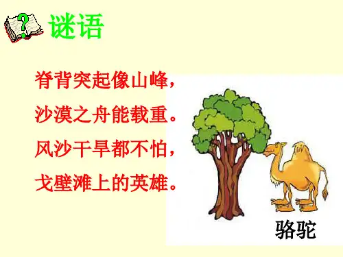 找骆驼 课件
