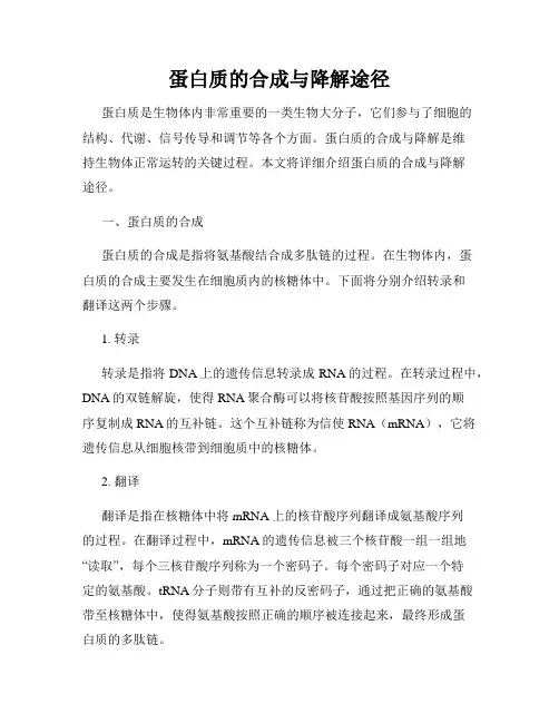 蛋白质的合成与降解途径