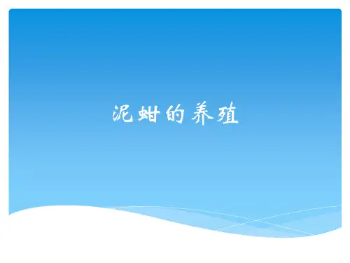 泥蚶的养殖