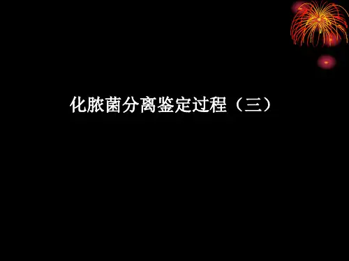 化脓菌分离鉴定过程
