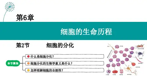 6.2细胞的分化课件 (共24张PPT)人教版必修1