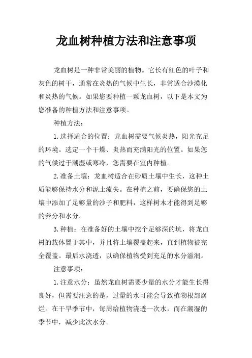龙血树种植方法和注意事项