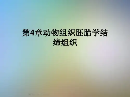第4章动物组织胚胎学结缔组织