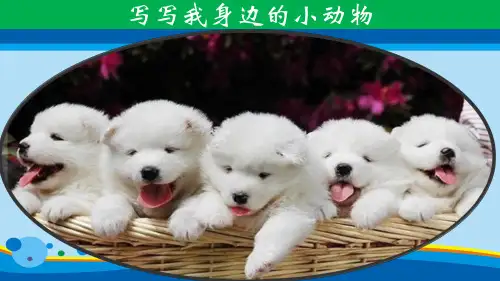 三年级上册语文作文课件-我的动物朋友(共21张PPT)-人教(部编版)