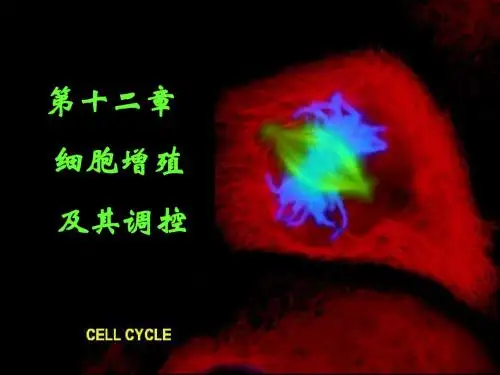 细胞生物学第十二章.细胞分裂和细胞周期1