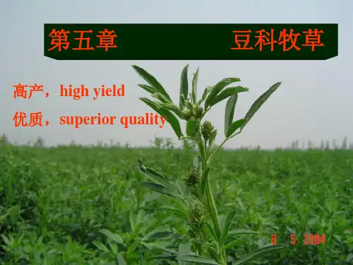 006第五章  豆科牧草(苜蓿-1)2 饲草生产学教学课件