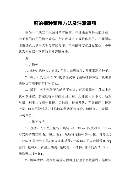 蓟的播种繁殖方法及注意事项