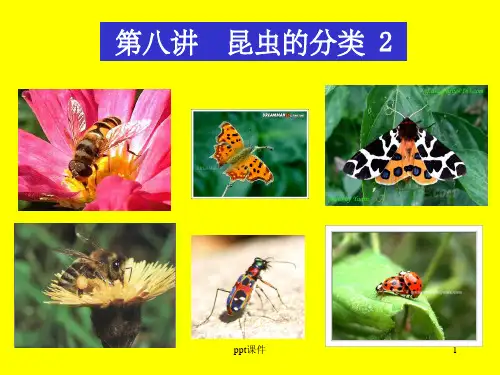 《昆虫分类学》PPT课件