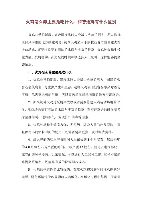 火鸡怎么养主要是吃什么,和普通鸡有什么区别