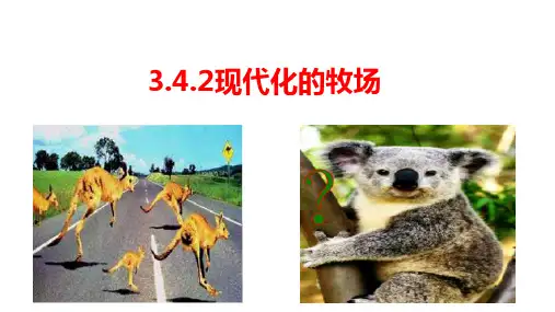初中：现代化的牧场  课件