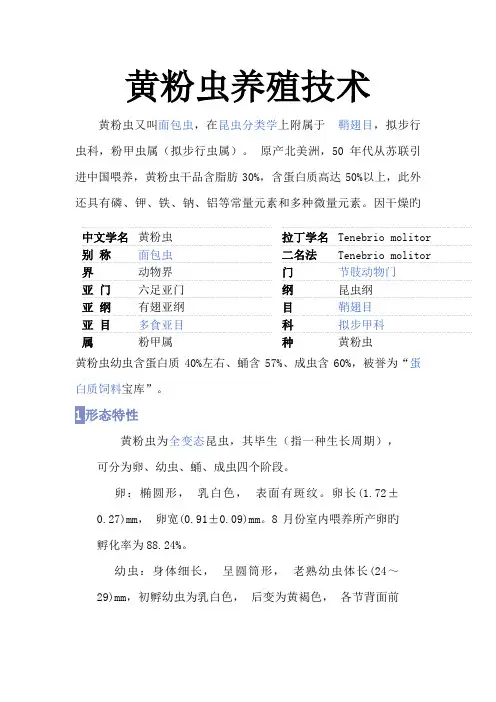 黄粉虫养殖技术