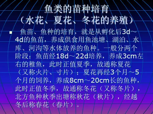 鱼苗水花火片寸片的养殖技术