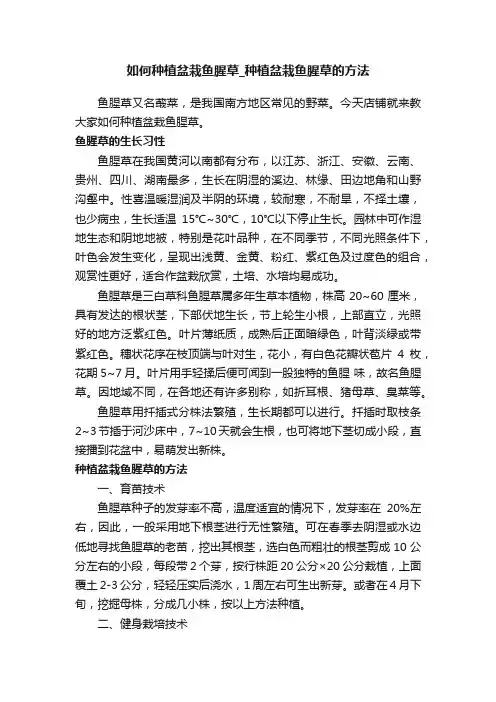 如何种植盆栽鱼腥草_种植盆栽鱼腥草的方法