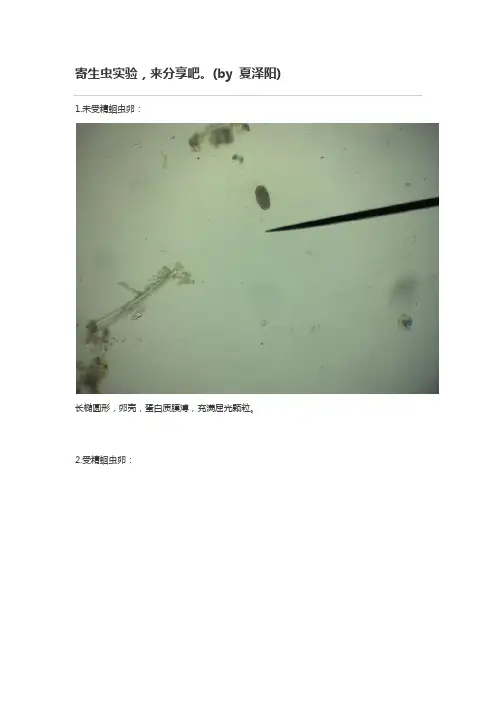寄生虫实验