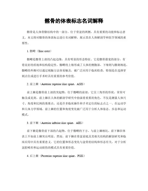 髂骨的体表标志名词解释