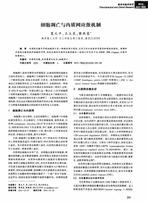 细胞凋亡与内质网应激机制