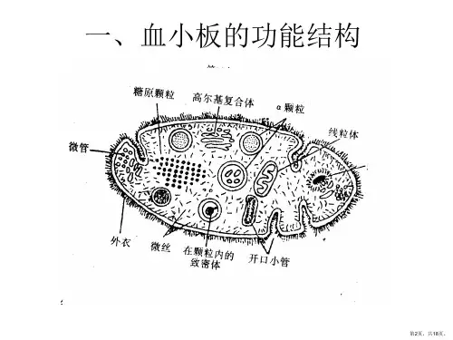 血小板止血功能异常与临床讲解课件.ppt