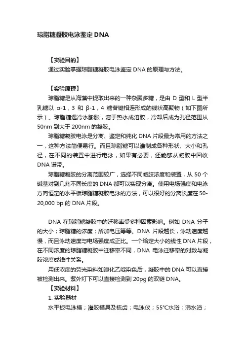 琼脂糖凝胶电泳鉴定DNA
