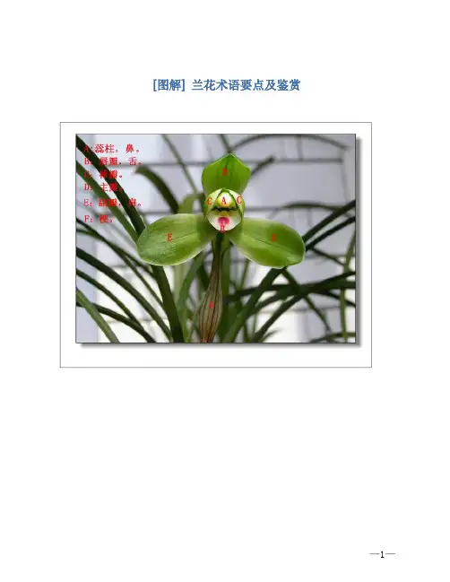 [图解] 兰花术语要点及鉴赏