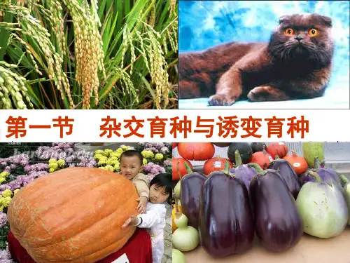 新版人教版高中生物《杂交育种与诱变育种》(共17张PPT)学习演示PPT课件