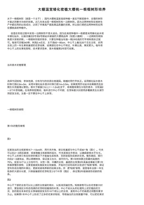 大棚温室矮化密植大樱桃一根棍树形培养