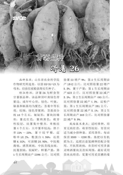 甘薯品种 济薯26