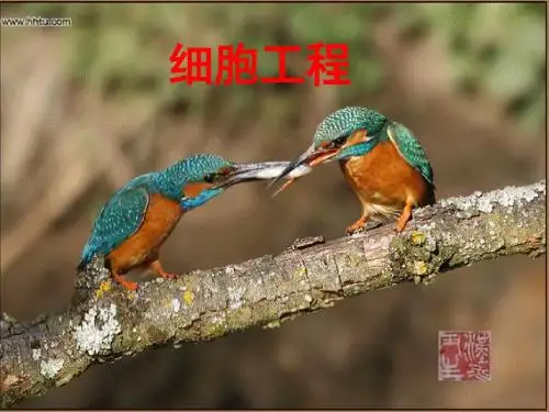 植物细胞工程(1)