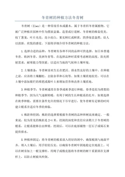 冬青树的种植方法冬青树