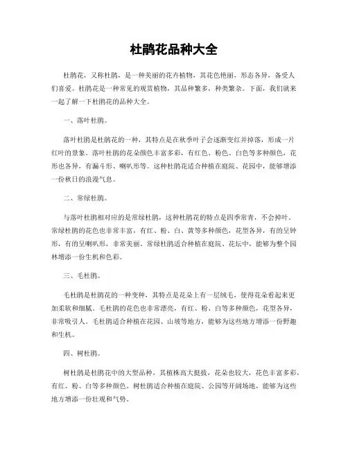 杜鹃花品种大全