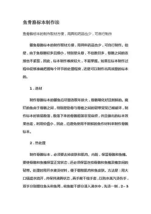 鱼骨胳标本制作法