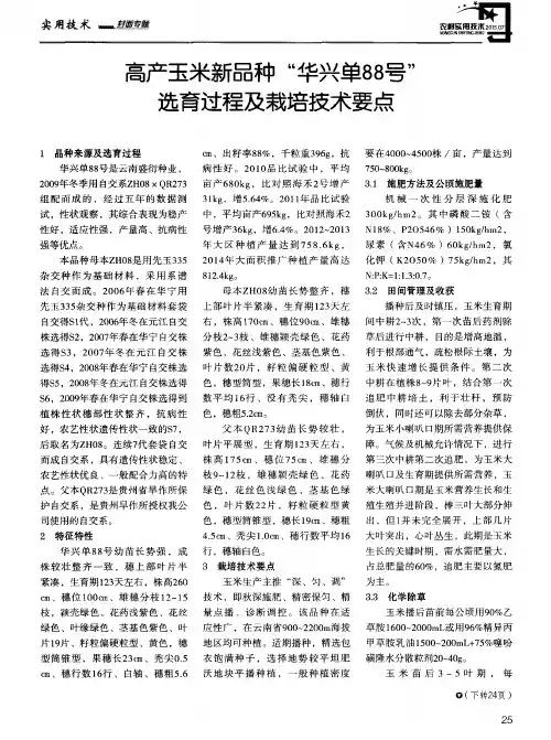 高产玉米新品种“华兴单88号”选育过程及栽培技术要点