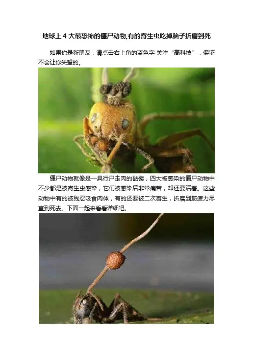 地球上4大最恐怖的僵尸动物,有的寄生虫吃掉脑子折磨到死