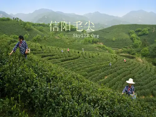 信阳毛尖.ppt