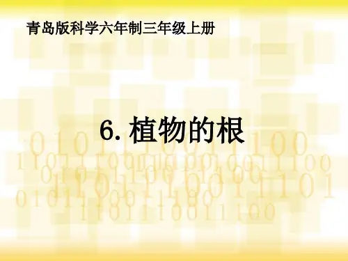 青岛版小学科学六年制最新三年级上册科学6植物的根(课件)