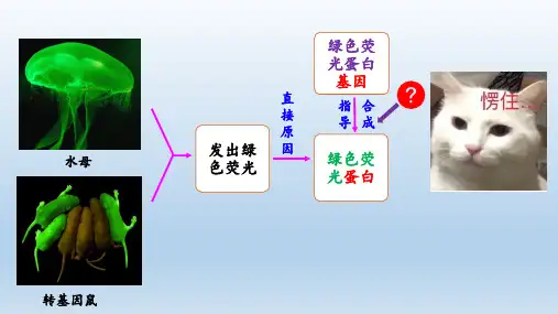 【高中生物】基因指导蛋白质的合成 第1课时课件 高一下学期生物人教版必修2