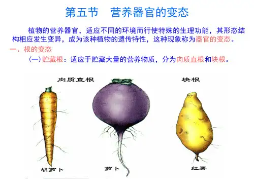 植物器官的变态