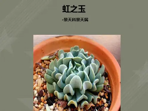常见多肉植物(200种)