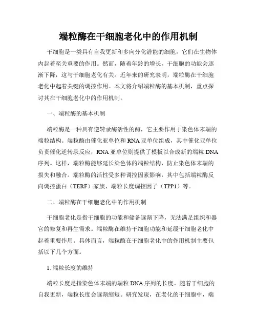 端粒酶在干细胞老化中的作用机制